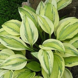 Hosta Captains Adventure 3 Litre