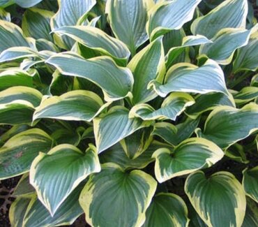 Hosta Don Stevens 5 Litre