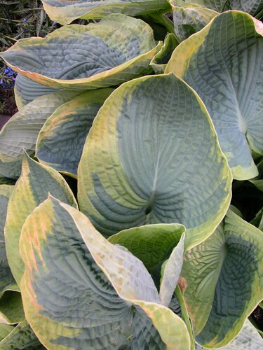 Hosta Fragrant Bouquet 5 Litre