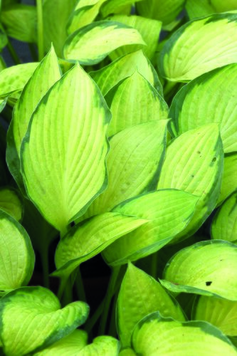 Hosta Gold Standard 3 Litre