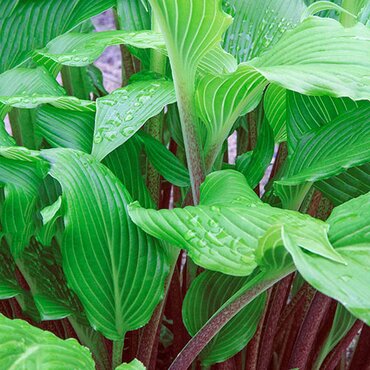 Hosta Gooseberry Sundae 3 Litre