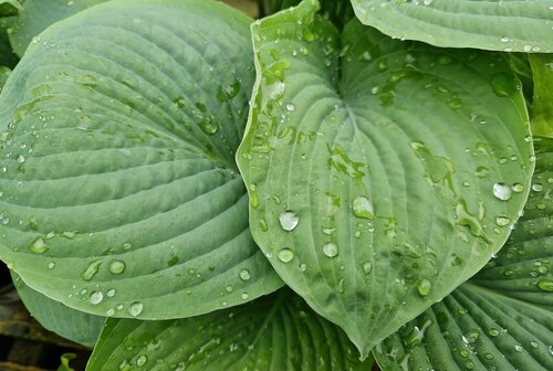 Hosta Halcyon 2 Litre