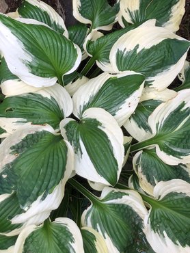 Hosta Patriot 2 Litre