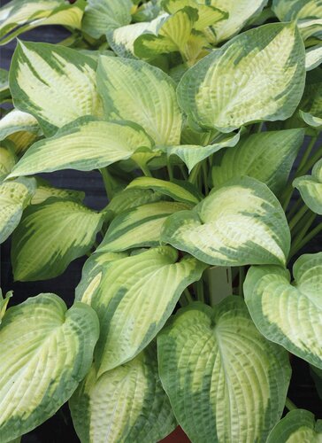 Hosta Pauls Glory 3 Litre