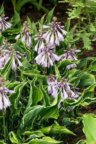 Hosta Praying Hands 2 Litre