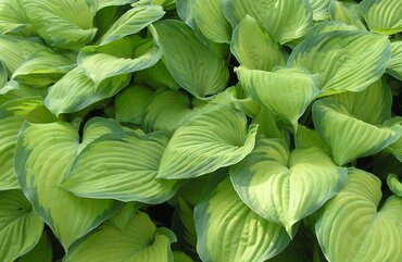 Hosta Shadowland Guacamole 2 Litre