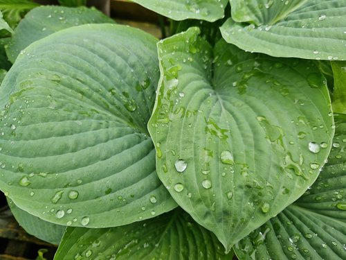 Hosta Sum & Substance 2 litre