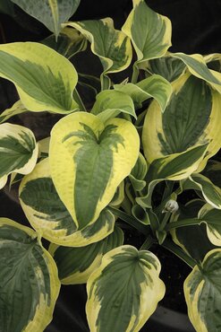 Hosta Wide Brim 2 Litre