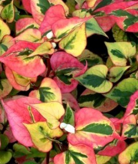 Houttuynia Cordata Flame 2 litre