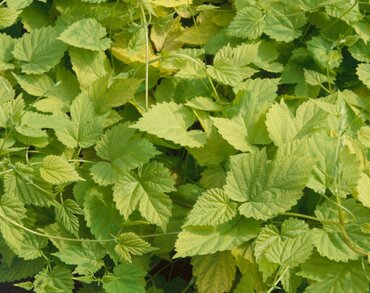 Humulus Aureus 3 Litre