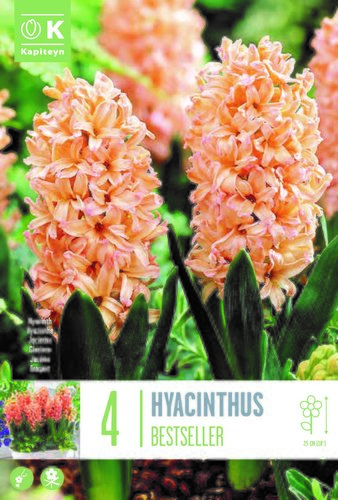 Hyacinth Best Seller x 4