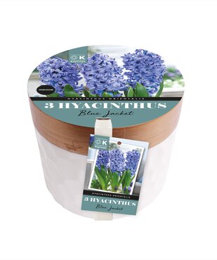 Hyacinth Blue Jacket Pot & Compost