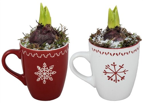 Hyacinth Christmas Cup Planter