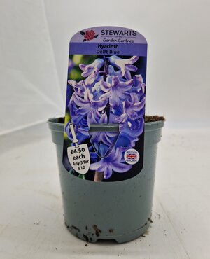 Hyacinth Delft Blue Potted Bulb 1 Litre