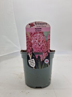 Hyacinth Fondant Potted Bulb 1 Litre