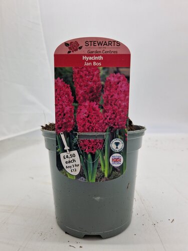 Hyacinth Jan Bos Potted Bulb 1 Litre