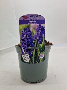 Hyacinth Manhattan Potted Bulb 1 Litre