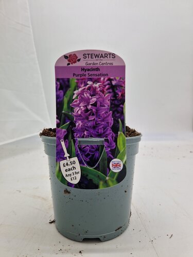 Hyacinth Orientalis Purple Sensation Potted Bulb 1 Litre