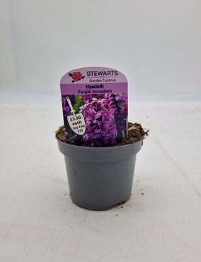 Hyacinth Orientalis Purple Sensation Potted Bulb 9cm