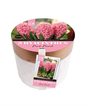 Hyacinth Pink Pearl Pot & Compost