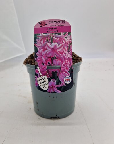 Hyacinth Pink Pearl Potted Bulb 1 Litre