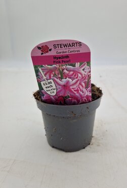 Hyacinth Pink Pearl Potted Bulb 9cm