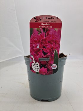 Hyacinth Red Diamond Potted Bulb 1 Litre