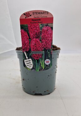 Hyacinth Scarlet Pearl Potted Bulb 1 Litre