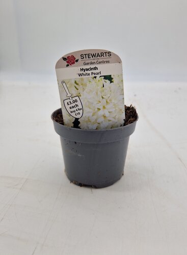 Hyacinth White Pearl Potted Bulb 9cm