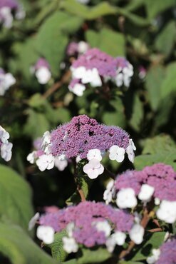 Hydrangea aspera Macrophylla XL 16.5 Litre