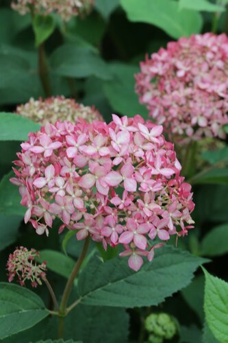 Hydrangea Beauty Bell Pink 2.3 Litre