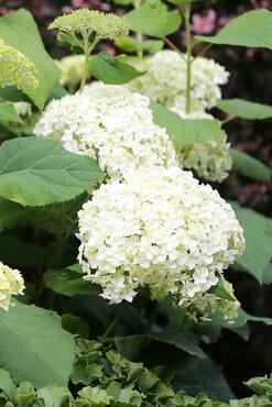 Hydrangea Beauty Bell White 2.3 Litre