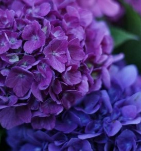 Hydrangea Blackcurrant Muffin 5 Litre