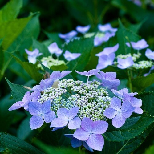 Hydrangea Blue Wave 3 Litre - image 1