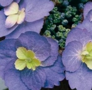 Hydrangea Blueberry Cheesecake 5 Litre