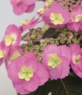 Hydrangea Cotton Candy 5 Litre