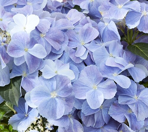 Hydrangea French Bolero Blue 5 Litre