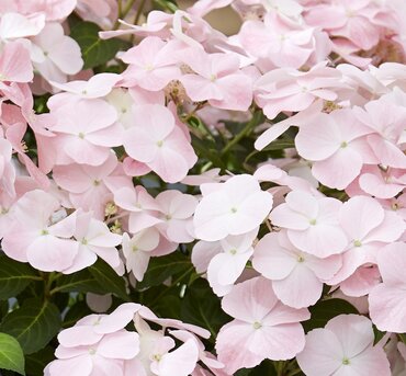 Hydrangea French Bolero Pink 5 Litre