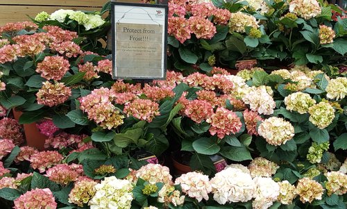 Hydrangea in Variety 5 Litre - image 1