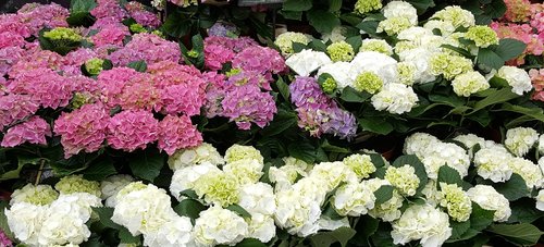 Hydrangea in Variety 5 Litre - image 2