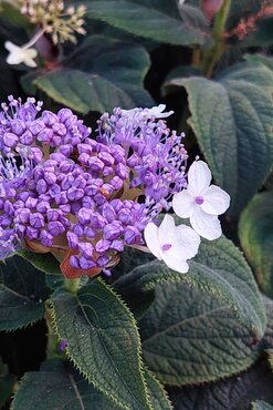 Hydrangea involucrata 3 Litre