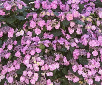 Hydrangea Kardinal 4 Litre