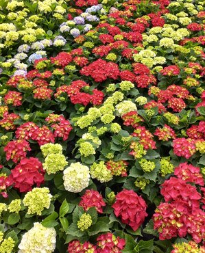 Hydrangea Macrophylla Mix XL 10 Litre