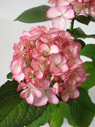 Hydrangea macrophylla Salsa 3 Litre