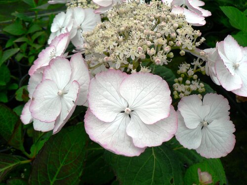 Hydrangea macrophylla Sandra 3 Litre