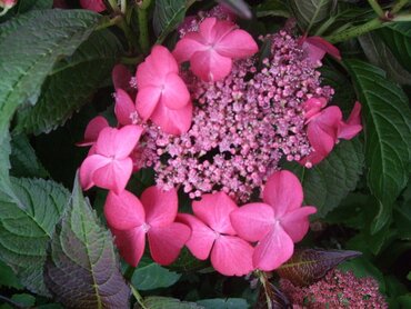 Hydrangea macrophylla Selina 3 Litre