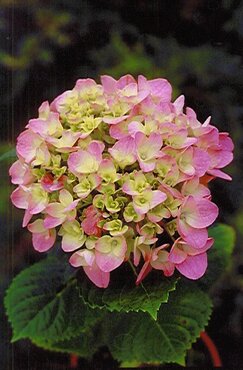 Hydrangea macrophylla Sharona 3 Litre