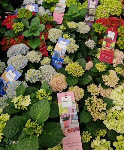 Hydrangea Magical Four Seasons in Variety 5 Litre