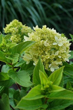 Hydrangea Paniculata Bee Green 2.3 Litre