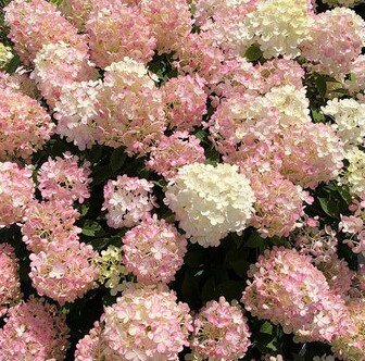 Hydrangea Paniculata Firelight Tiny Bit 4 Litre